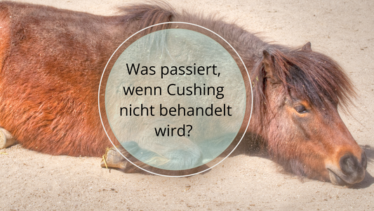 Wenn Cushing beim Pferd nicht rechtzeitig erkannt oder behandelt wird, können schwerwiegende gesundheitliche Komplikationen auftreten.