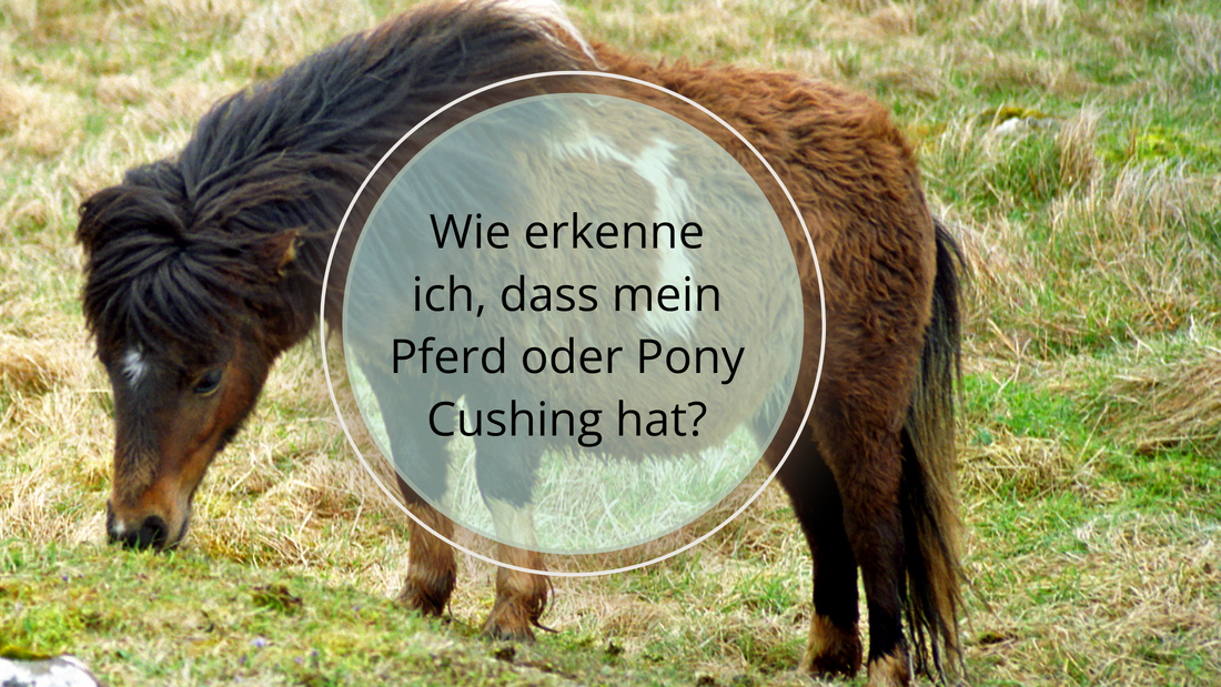Typische Symptome des Cushing-Syndroms: Haarkleidveränderungen, Übermäßiger Durst und häufiges Urinieren, Gewichtsveränderungen, Lethargie, Hufprobleme, Hufrehe, Verhaltensänderungen