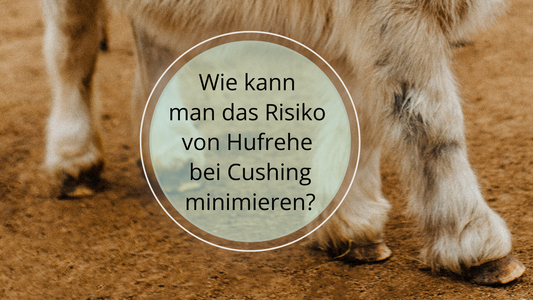 Cushing erfordert die medizinische Behandlung, angepasste Ernährung, regelmäßige Bewegung, Stressmanagement und sorgfältige Hufpflege.