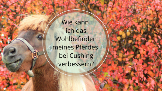 Das Wohlbefinden deines Pferdes mit Cushing kann durch eine frühzeitige Diagnose, angepasste Ernährung, regelmäßige Bewegung, Stressreduktion und enge tierärztliche Betreuung erheblich verbessert werden.