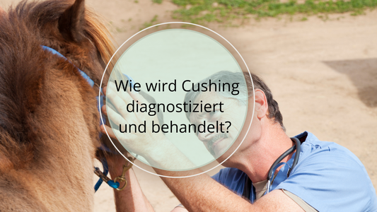 Durch eine gründliche Anamnese, körperliche Untersuchung und Blutuntersuchungen kann eine präzise Diagnose für Cushing gestellt werden.