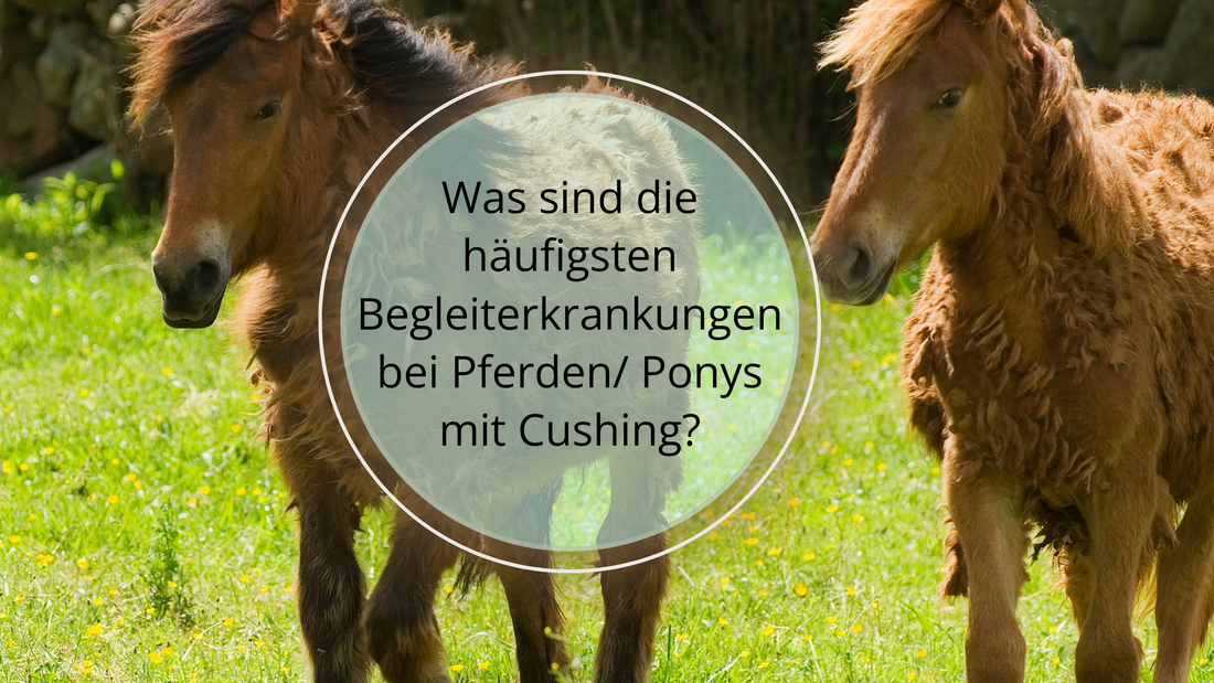 Was sind die häufigsten Begleiterkrankungen bei Pferden mit Cushing?