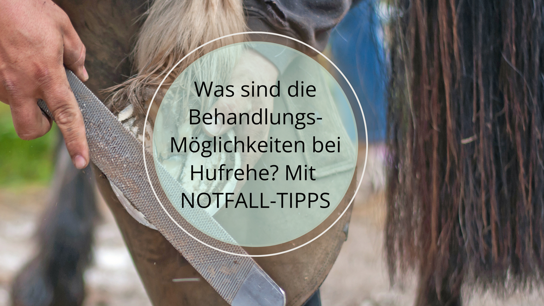 Hier findest du viele Informationen rund um die Behandlung von akuter Hufrehe bei deinem Pferd. Von Schmerzmittel über Entzündungshemmer, strikte Bettruhe, Kühlung, Hilfe vom Hufschmied und Tierarzt, Therapien und mehr. 
