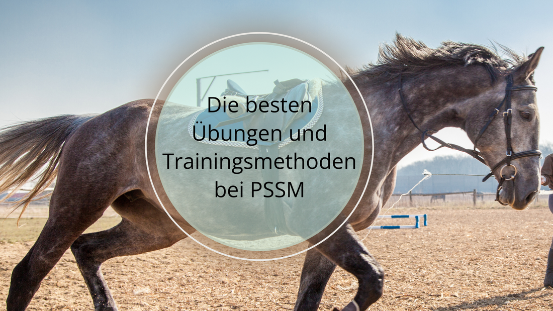 Die besten Übungen und Trainingsmethoden für PSSM-Pferde umfassen sanfte Aufwärmübungen, häufige Schritt-Trab-Übergänge, Bodenarbeit mit Cavaletti, sanfte Dehnübungen sowie Bergauf- und Bergabgehen. 