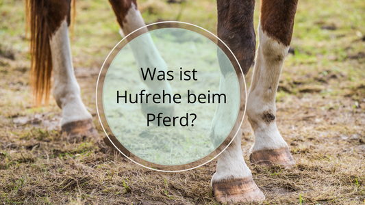 Hier findest du die Hauptmerkmale der Hufrehe, sowie die unterschiedlichen Rehe-Stadien und was man als Behandlungsmaßnahme ergreifen kann, damit dein Pferd wieder gesund wird. 