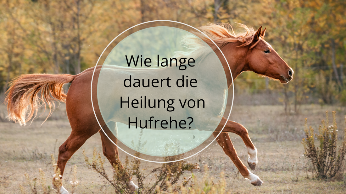 Wie lange dauert die Heilung von Hufrehe? Es kommt auf unterschiedliche Faktoren an, ob und wie schnell Hufrehe ausheilt. Der Schweregrad spielt eine Rolle, ebenso wie die Behandlung, das Futter und Gewicht und vieles mehr. 