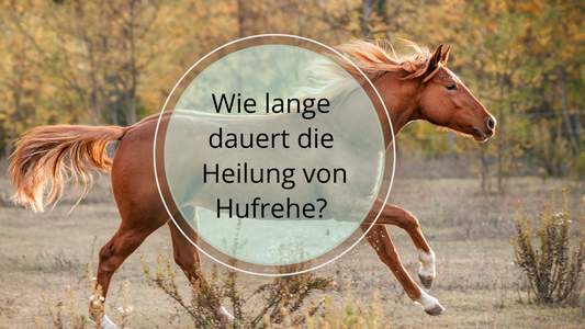 Wie lange dauert die Heilung von Hufrehe? Es kommt auf unterschiedliche Faktoren an, ob und wie schnell Hufrehe ausheilt. Der Schweregrad spielt eine Rolle, ebenso wie die Behandlung, das Futter und Gewicht und vieles mehr. 