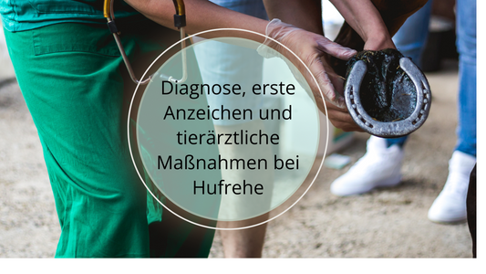 Erste Anzeichen von Hufrehe können sein: Lahmheit, warme Hufe, Unruhe, empfindliche Hufe, Unruhe. Der Tierarzt kann eine Diagnose stellen durch bildgebende Verfahren, Blut- und Huf-Untersuchungen. 