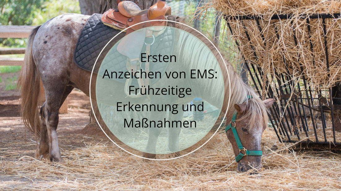 Hier sind die ersten Anzeichen von EMS bei Pferden und Ponys: Übergewicht, Fetteinlagerungen, Verhaltensänderungen, Hufprobleme, erhöhte Trink- und Fressgewohnheiten