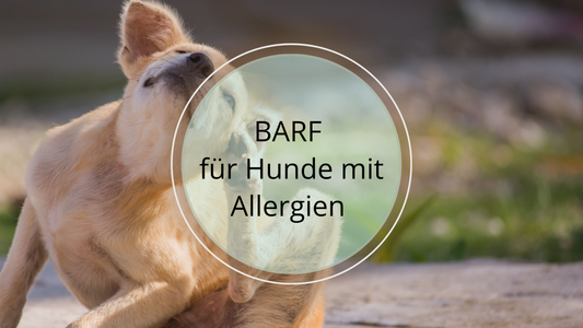 Einen Hund mit Allergie barfen