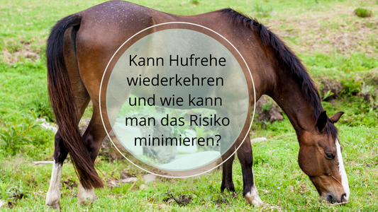 Hufrehe kann wiederkehren aufgrund von einer Grunderkrankung, falscher Ernährung und unzureichender Bewegung. Du kannst das Risiko minimieren durch Fütterung, Hufpflege, Stressreduktion.