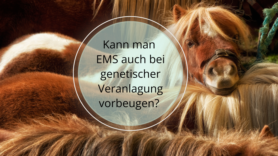 Wenn in der Familie deines Pferdes oder Ponys bereits Fälle von EMS bekannt sind, ist es besonders wichtig, präventive Maßnahmen zu ergreifen. Achte auf eine gesunde Ernährung, halte ein gesundes Gewicht, fördere regelmäßige Bewegung.