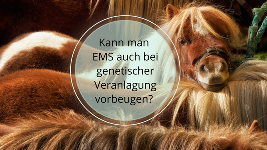 Wenn in der Familie deines Pferdes oder Ponys bereits Fälle von EMS bekannt sind, ist es besonders wichtig, präventive Maßnahmen zu ergreifen. Achte auf eine gesunde Ernährung, halte ein gesundes Gewicht, fördere regelmäßige Bewegung.