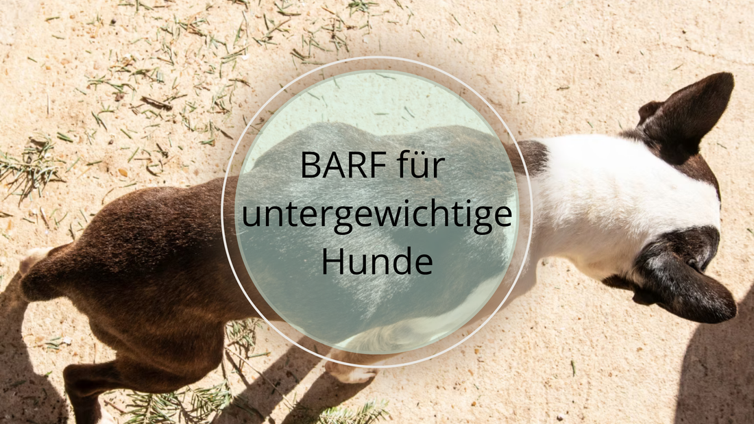 Untergewichtige Hunde barfen - Was muss man beachten?