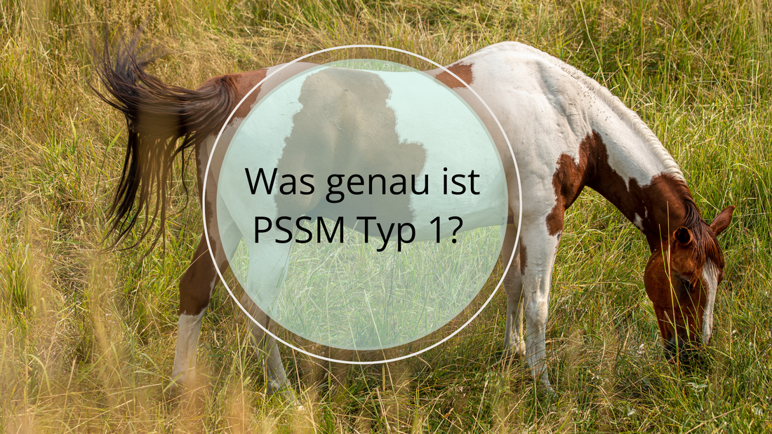 Was genau ist PSSM 1 (Polysaccharid-Speicher-Myopathie) Typ 1?