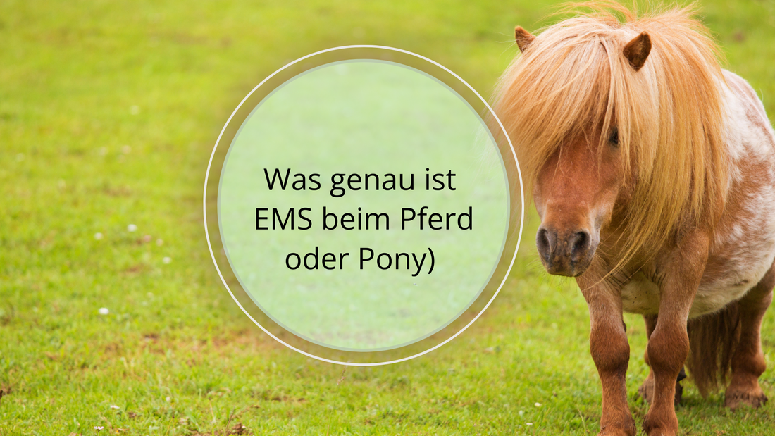 Hier erfährst du mehr über EMS bei Ponys oder Pferden: Die Symptome, Ursachen, Diagnose und Behandlungsmöglichkeiten. Ich biete Ernährungsberatung an für Pferde mit EMS.