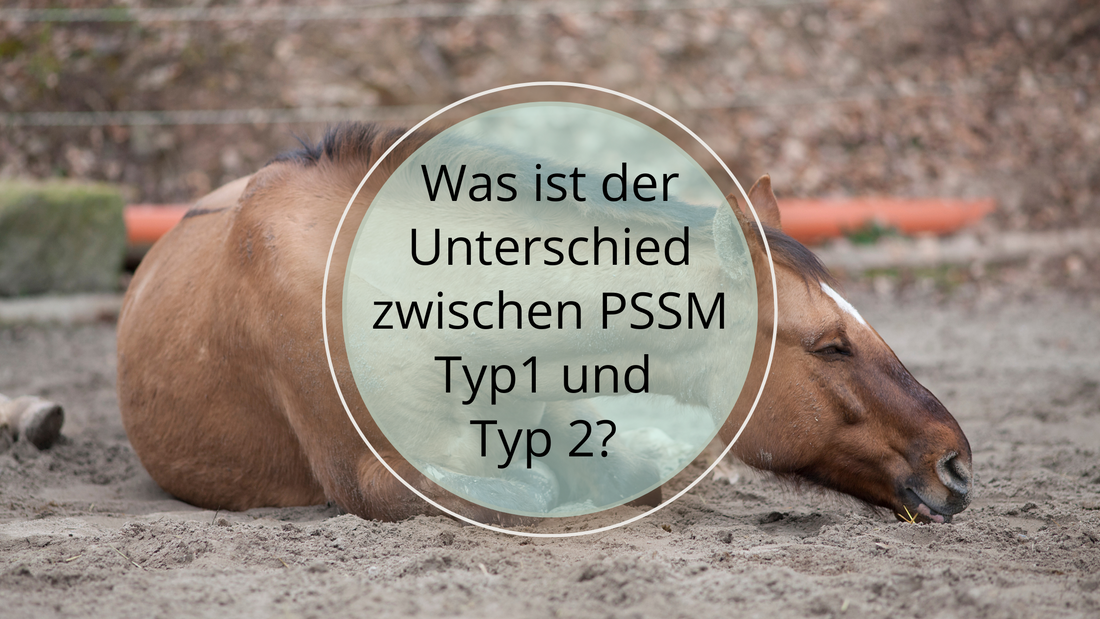 Unterschiede zwischen PSSM Typ 1 und Typ 2: Genetische Ursachen, Symptome und Diagnostik der Polysaccharid-Speicher-Myopathie bei Pferden.
