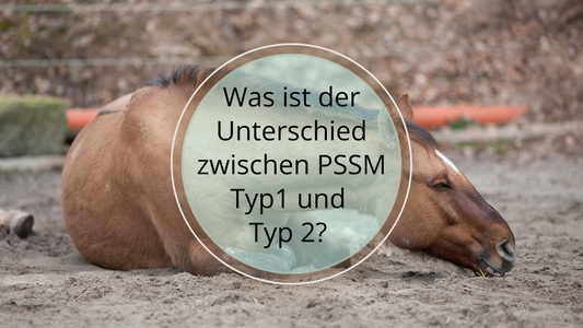 Unterschiede zwischen PSSM Typ 1 und Typ 2: Genetische Ursachen, Symptome und Diagnostik der Polysaccharid-Speicher-Myopathie bei Pferden.