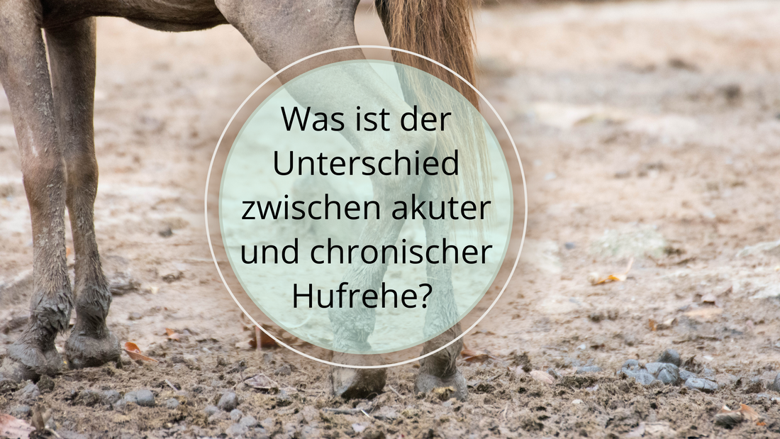 Akute Hufrehe erfordert sofortige Maßnahmen, während chronische Hufrehe eine langfristige Betreuung und Anpassungen im Lebensstil deines Pferdes erfordert. Mehr über Symptome und Behandlungsmöglichkeiten.