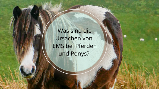 Die Ursachen von EMS sind vielfältig und umfassen genetische Faktoren, Übergewicht, ungesunde Ernährung, Bewegungsmangel, hormonelle Ungleichgewichte und Stress. 