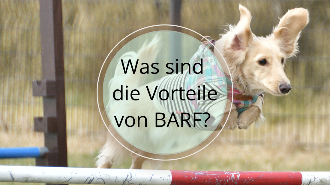 Was sind die Vorteile von BARF?