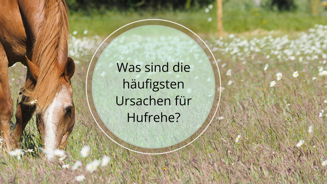 In diesem Blogbeitrag klären wir die Ursachen von Hufrehe durch Ernährungsfaktoren, Endotoxinvergiftung, Stoffwechselstörungen, Übergewicht, Trauma und Überlastung, Infektionen und Medikamentengabe. 