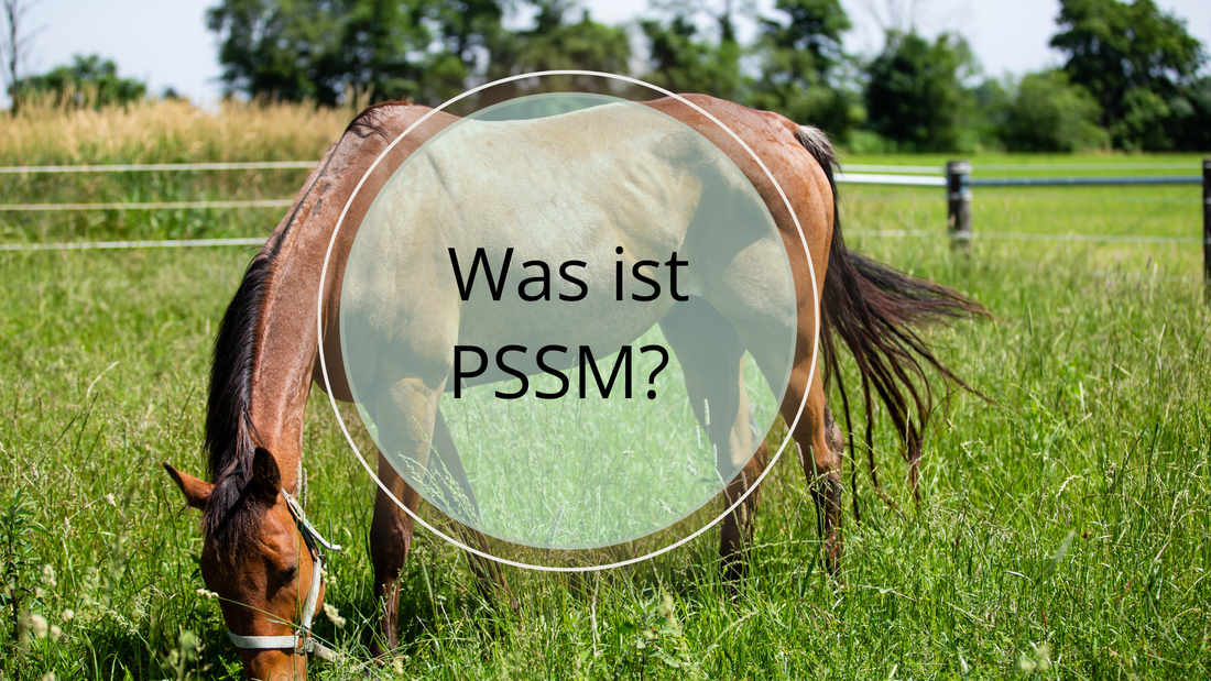 Was ist PSSM beim Pferd?