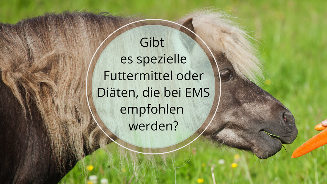 Eine angepasste Ernährung spielt eine entscheidende Rolle bei der Behandlung von EMS: Zucker- und stärkearme Diät, Hochwertiges Heu, Ballaststoffreiche Fütterung, EMS-spezifisches Futter und vieles mehr. 