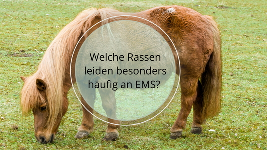 Leider kann jedes Pferd EMS bekommen. Es leiden aber vor allem Ponyrassen, insbesondere Welsh-Ponys, Shetland-Ponys, Arabische Pferde, Kaltblutrassen, Warmblutrassen und iberische Rassen unter dem Equinem Metabolischen Syndrom.