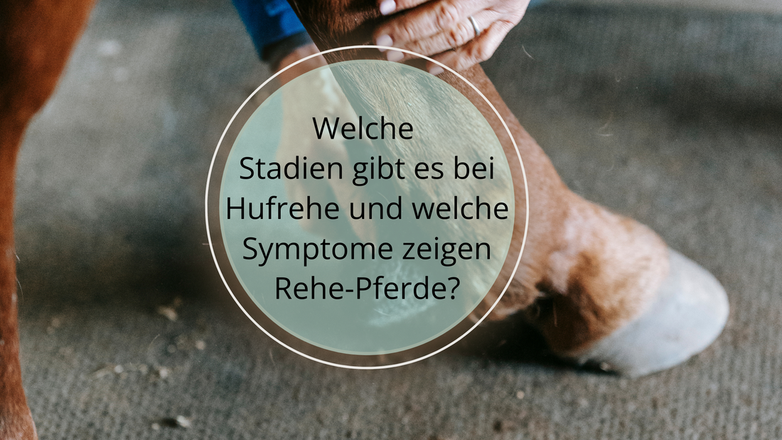 Hier erfährst du alles über die vier Phasen und Symptome der Hufrehe. Phase 1: Frühe Anzeichen der akuten Hufrehe, Phase 2: Akute Hufrehe, Phase 3: Chronische Hufrehe, Phase 4: Fortgeschrittene Hufrehe