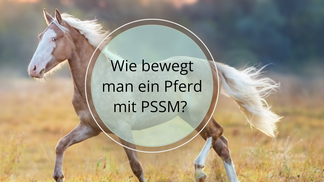 Wie bewegt und trainiert man ein Pferd, das PSSM hat?
