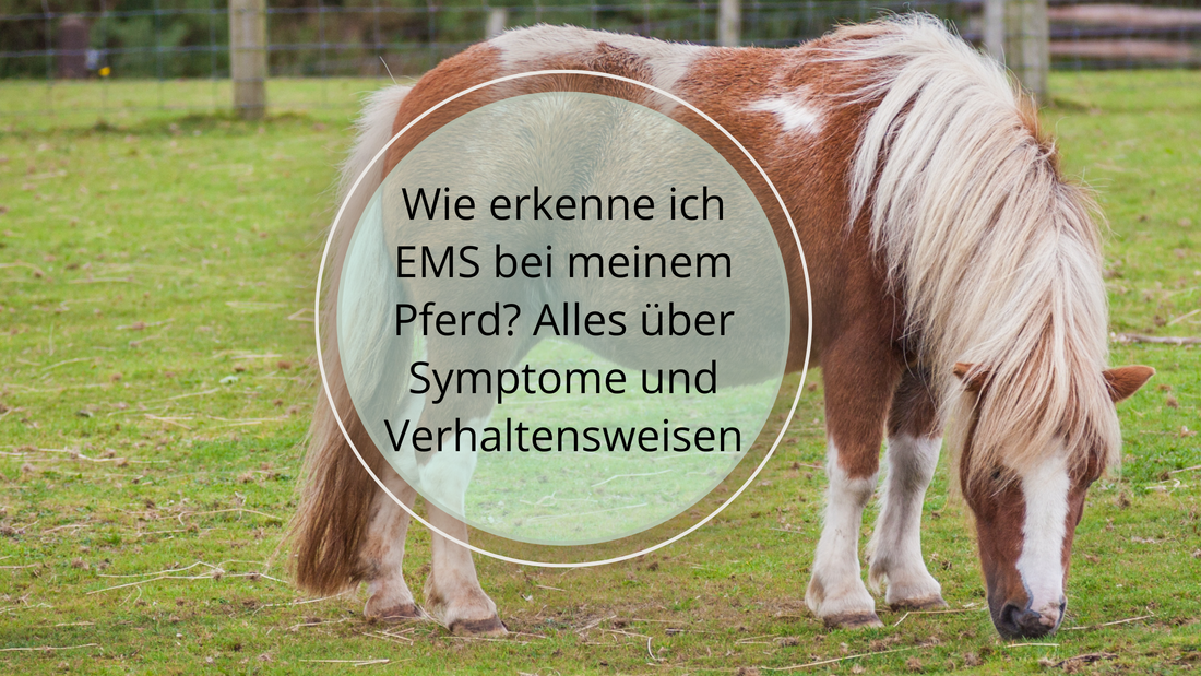 Die häufigsten Symptome von EMS sind: Übergewicht, Fetteinlagerungen, Insulinresistenz, Hufrehe, Verhaltensänderungen, erhöhte Trink- und Fressgewohnheiten sowie Hautprobleme. 