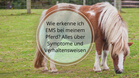 Die häufigsten Symptome von EMS sind: Übergewicht, Fetteinlagerungen, Insulinresistenz, Hufrehe, Verhaltensänderungen, erhöhte Trink- und Fressgewohnheiten sowie Hautprobleme. 