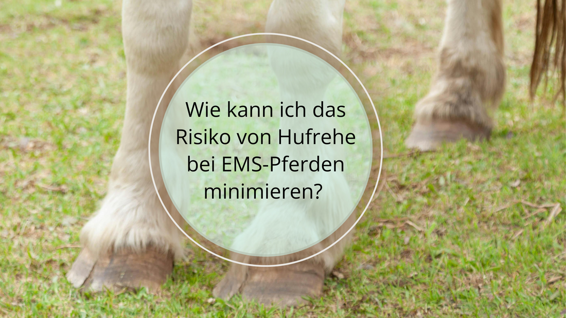 Hier erfährst du mehr über die Zusammenhänge zwischen EMS und Hufrehe. Ansonsten achte auf die Ernährung, kontrolliere das Gewicht deines Pferdes, setze auf regelmäßige Bewegung, Ernährungsberatung und tierärztliche Kontrollen.