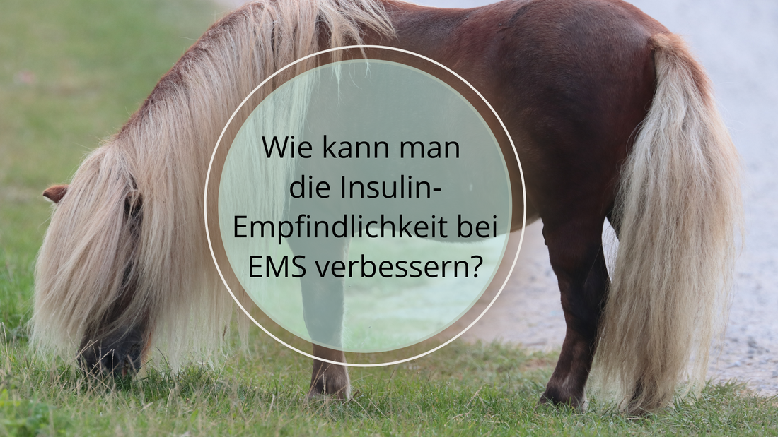 Wie kann ich die Insulinempfindlichkeit meines Pferdes verbessern?
