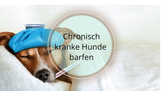 Kann ich meinen chronisch kranken Hund BARFen?