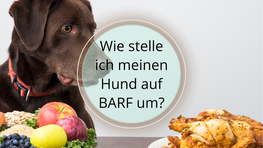 Wie stelle ich meinen Hund auf BARF um?