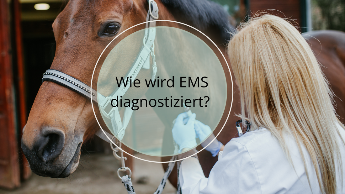 Anamnese und klinische Untersuchung, Körperzustandsbewertung, Blutuntersuchungen, Insulin-Test, Glucose-Test, Fruktosamin-Test, Test auf das Cushing-Syndrom (PPID) sowie allgemeine Verhaltensbeobachtungen. 