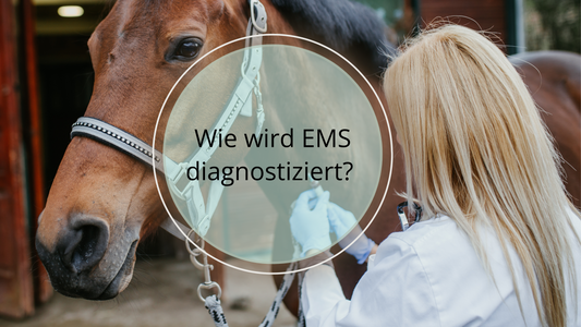 Anamnese und klinische Untersuchung, Körperzustandsbewertung, Blutuntersuchungen, Insulin-Test, Glucose-Test, Fruktosamin-Test, Test auf das Cushing-Syndrom (PPID) sowie allgemeine Verhaltensbeobachtungen. 