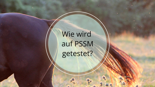 Diagnose und Testmethoden für PSSM bei Pferden: Gentests, Blutuntersuchungen und Muskelbiopsien zur sicheren Identifizierung der Erkrankung.
