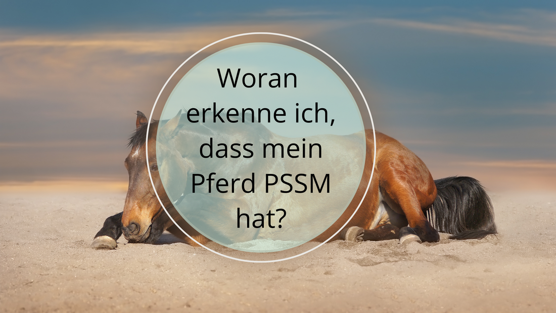 Symptome der Polysaccharid-Speicher-Myopathie (PSSM) bei Pferden: Anzeichen erkennen, um PSSM bei Ihrem Pferd frühzeitig zu diagnostizieren und zu behandeln.