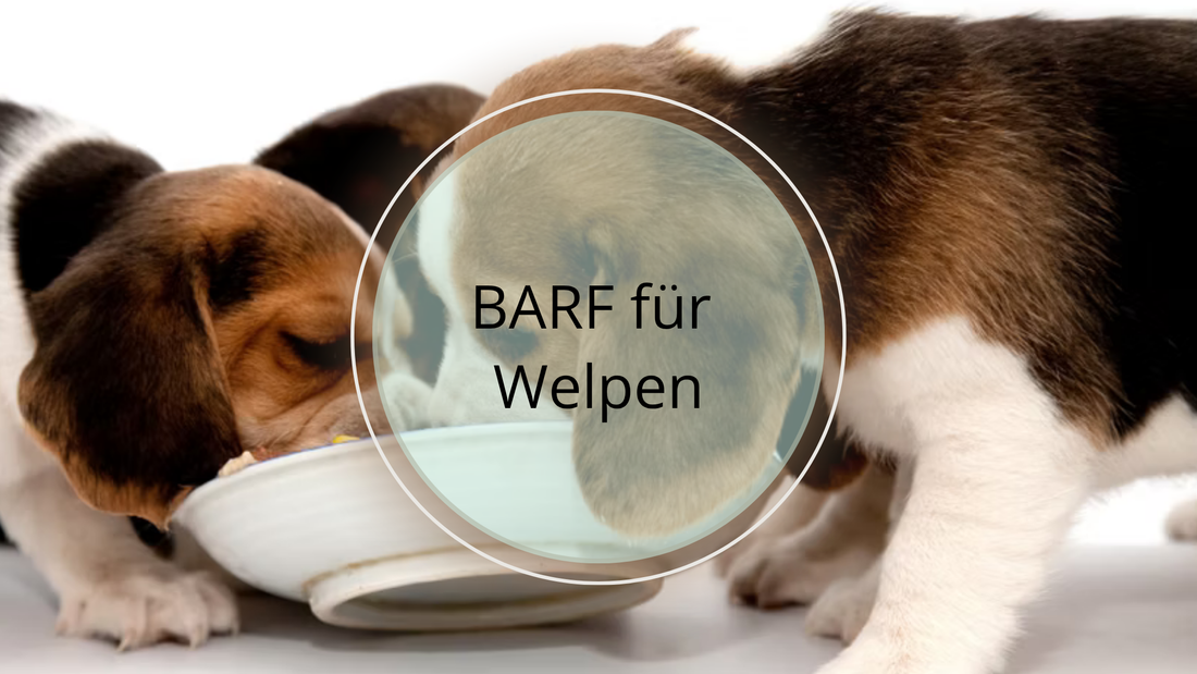 BARF für Welpen
