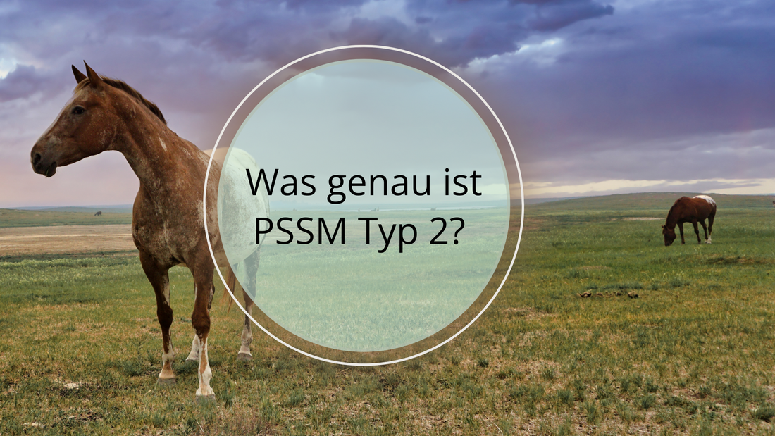 Was genau ist PSSM (Polysaccharide Storage Myopathy) Typ 2
