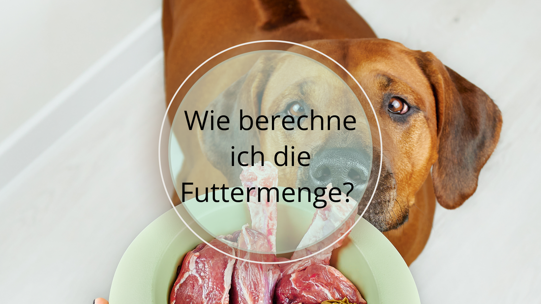 Wie berechne ich die optimale Futtermenge?