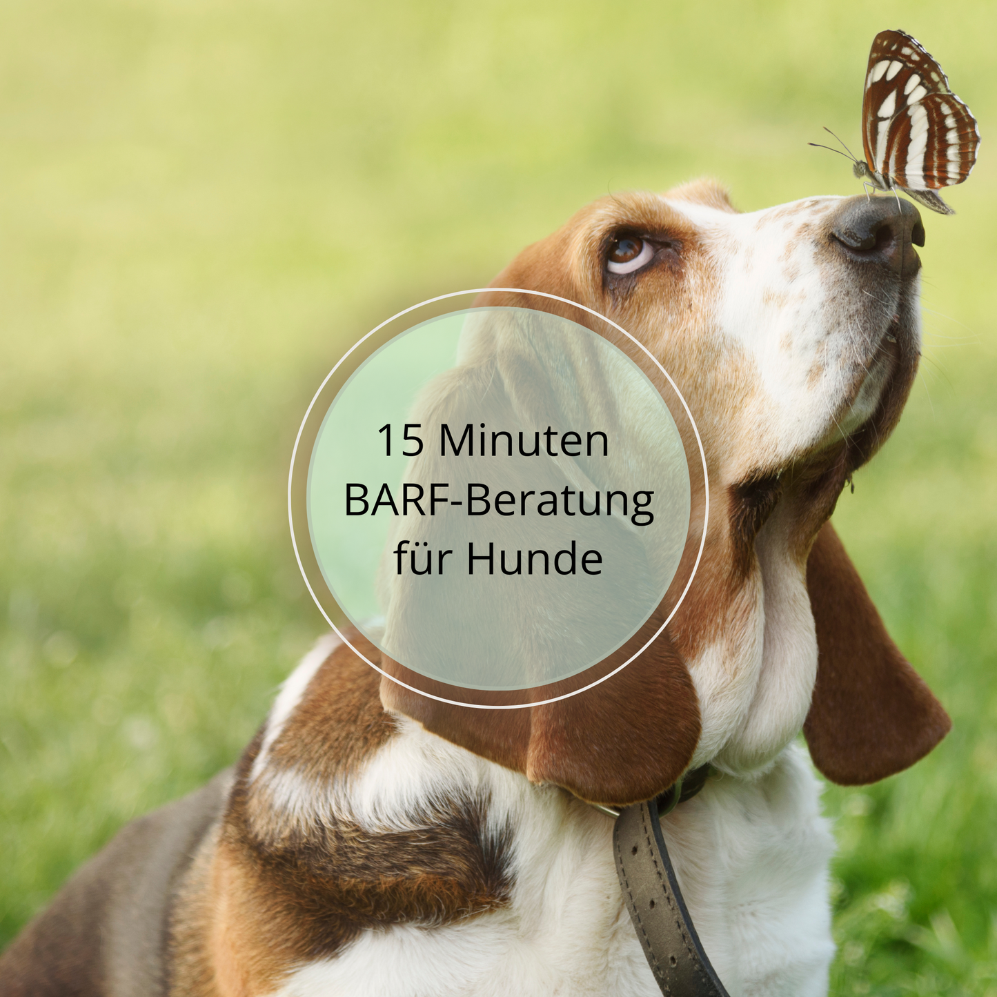 15 Minuten BARF Beratung für Hunde
