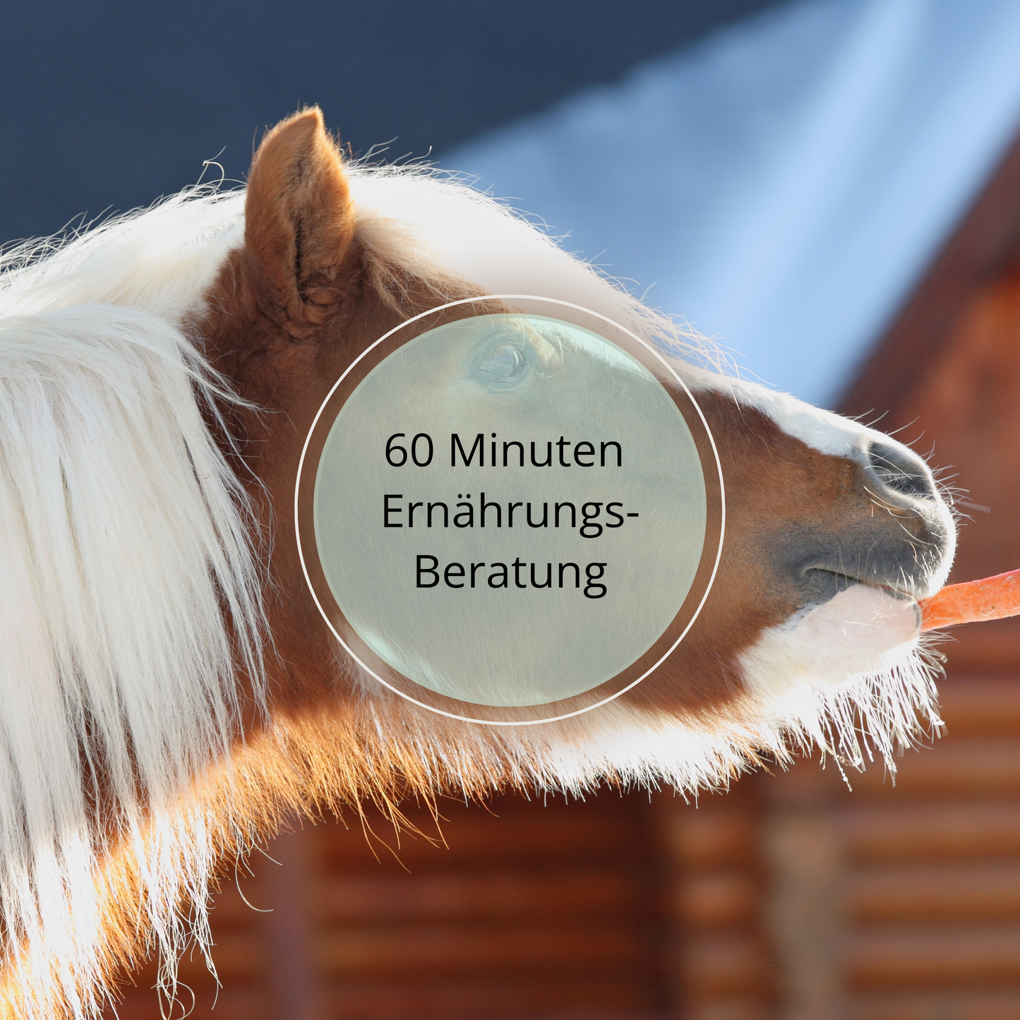 60 Minuten Ernährungsberatung